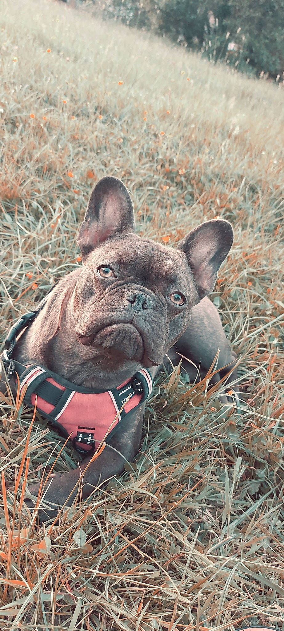 Attila participe au concours pour gagner de l'argent avec cette photo : bulldog, canidae, carnivore, collar, companion_dog, dog, dog_breed, fawn, french_bulldog, grass, molosser, non_sporting_group, plant, snout, soil, sporting_group, terrestrial_animal, whiskers, working_animal, wrinkle