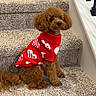 animal, brown_dog, canine, carpet, cute, dog, fluffy, furry, hearts, indoor, pet, poodle, portrait, railing, red_sweater, sitting, small_dog, stairs, sweater, window