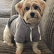 Biscuit is registered to the contest to win money with this photo: dog, hoodie, pet, sitting, couch, gray, fur, small_dog, indoor, cozy, canine, animal, portrait, looking_at_camera, cute, furniture, textured, domestic, companion, relaxed