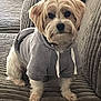 dog, hoodie, pet, sitting, couch, gray, fur, small_dog, indoor, cozy, canine, animal, portrait, looking_at_camera, cute, furniture, textured, domestic, companion, relaxed