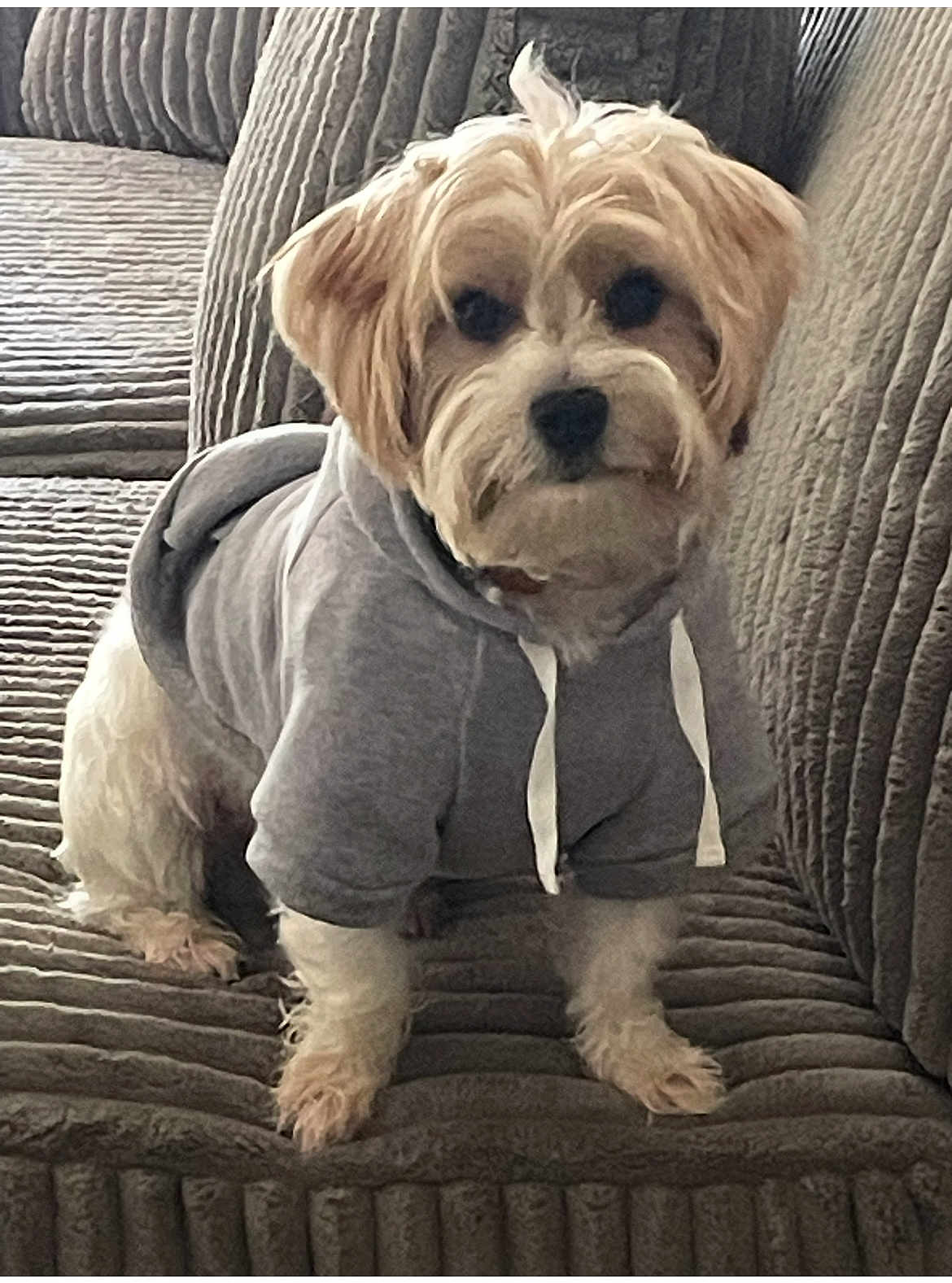 Biscuit