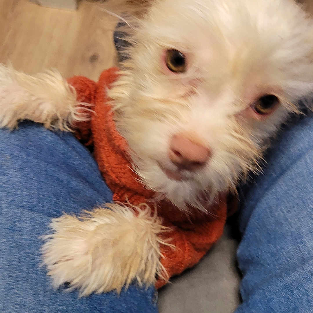 Cinnamon joined the competition — help win amazing prizes! animal, canine, clothing, cockerspaniel, couch, dog, eskimodog, furniture, hardwood, hound, jeans, knitwear, pants, pet, poodle, puppy, sweater, terrier, whitedog, wood