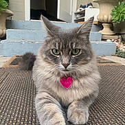 Truly joined the competition — help win amazing prizes! cat, gray_cat, pet, animal, feline, doormat, steps, porch, plant, potted_plant, greenery, fur, whiskers, eyes, doorway, outdoor, relaxed, close_up, collar, tag
