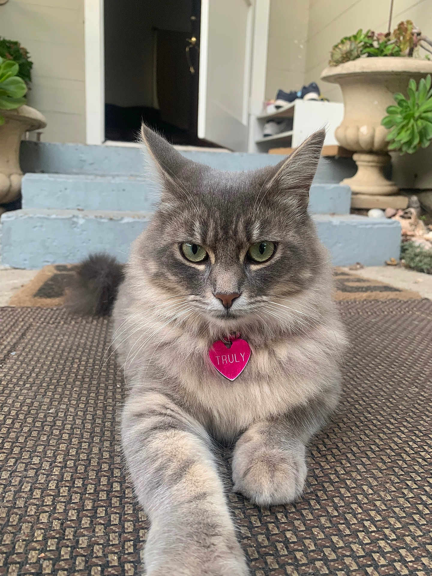 Truly joined the competition — help win amazing prizes! cat, gray_cat, pet, animal, feline, doormat, steps, porch, plant, potted_plant, greenery, fur, whiskers, eyes, doorway, outdoor, relaxed, close_up, collar, tag