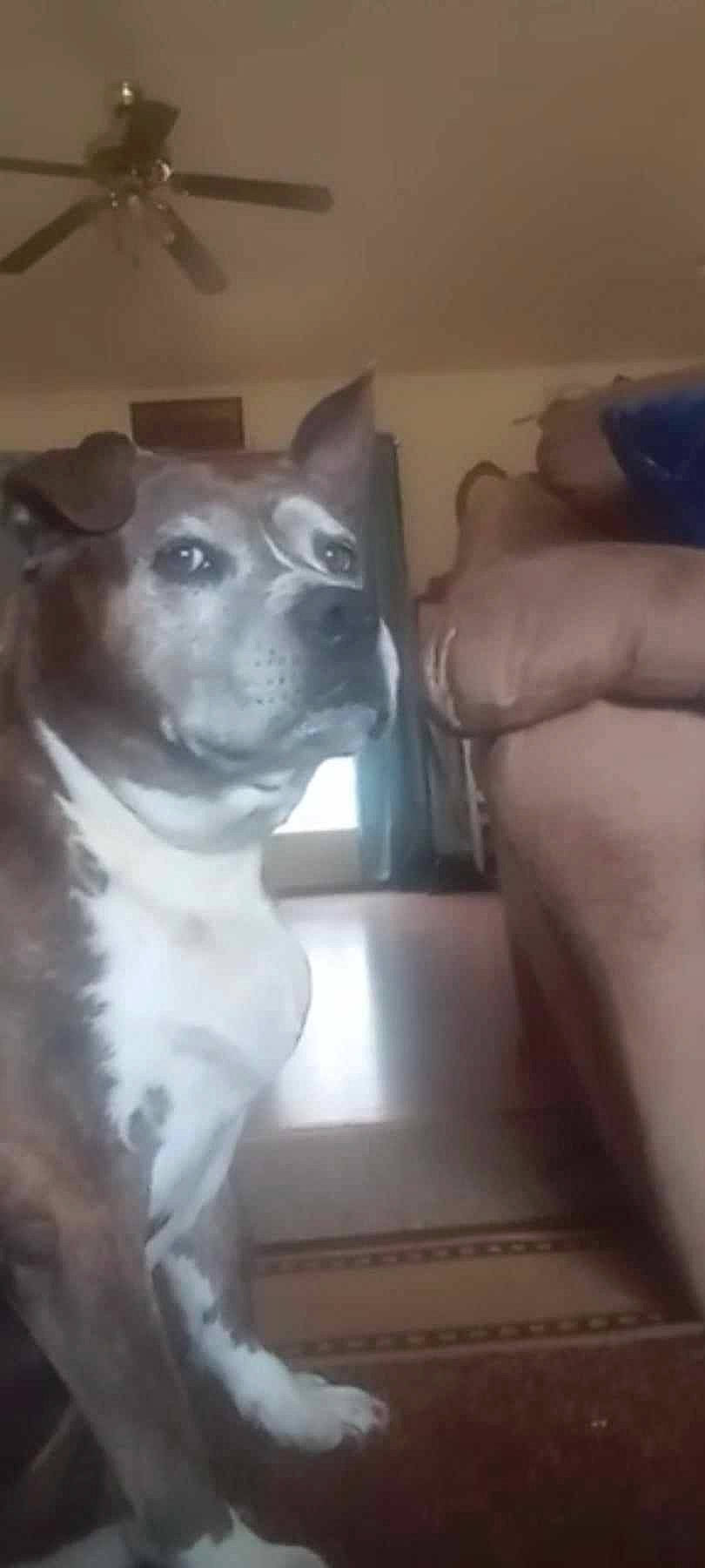 C-ska joined the competition — help win amazing prizes! canidae, carnivore, companion_dog, dog, dog_breed, fawn, felidae, flooring, fur, non_sporting_group, snout, sporting_group, whiskers, working_animal