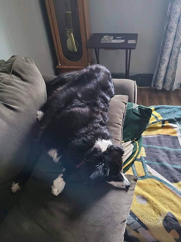 Cloe joined the competition — help win amazing prizes! bedding, bedroom, carnivore, comfort, companion_dog, curtain, dog_breed, felidae, floor, flooring, grey, hardwood, linens, living_room, picture_frame, room, small_to_medium_sized_cats, tail, tints_and_shades, wood