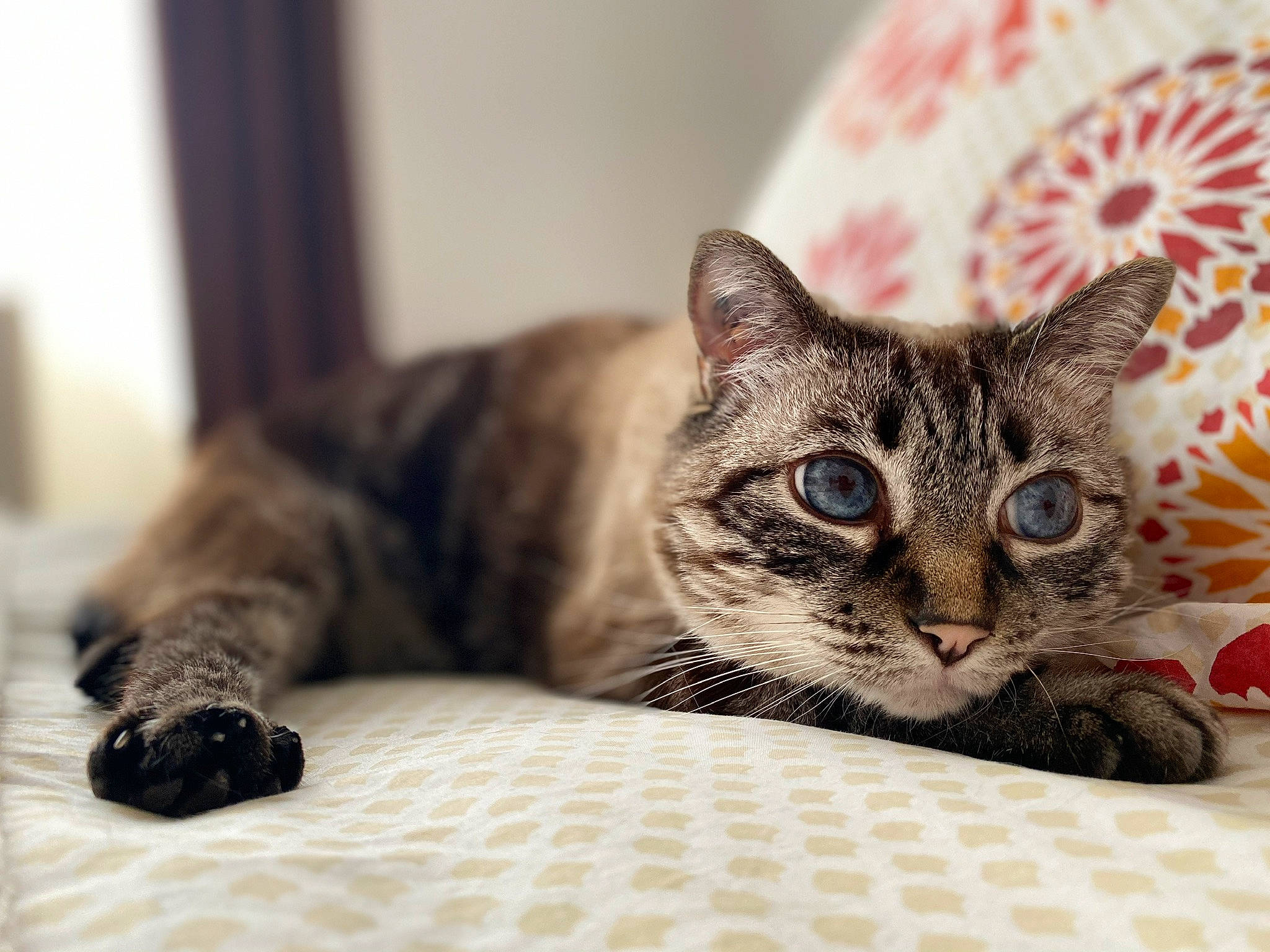 Izy a rejoint le concours — aidez-le/la à gagner de superbes lots ! american_shorthair, asian, bengal, california_spangled, carnivore, cat, domestic_short_haired_cat, dragon_li, ear, european_shorthair, eye, felidae, fur, kitten, mammal, paw, small_to_medium_sized_cats, snout, tabby_cat, whiskers