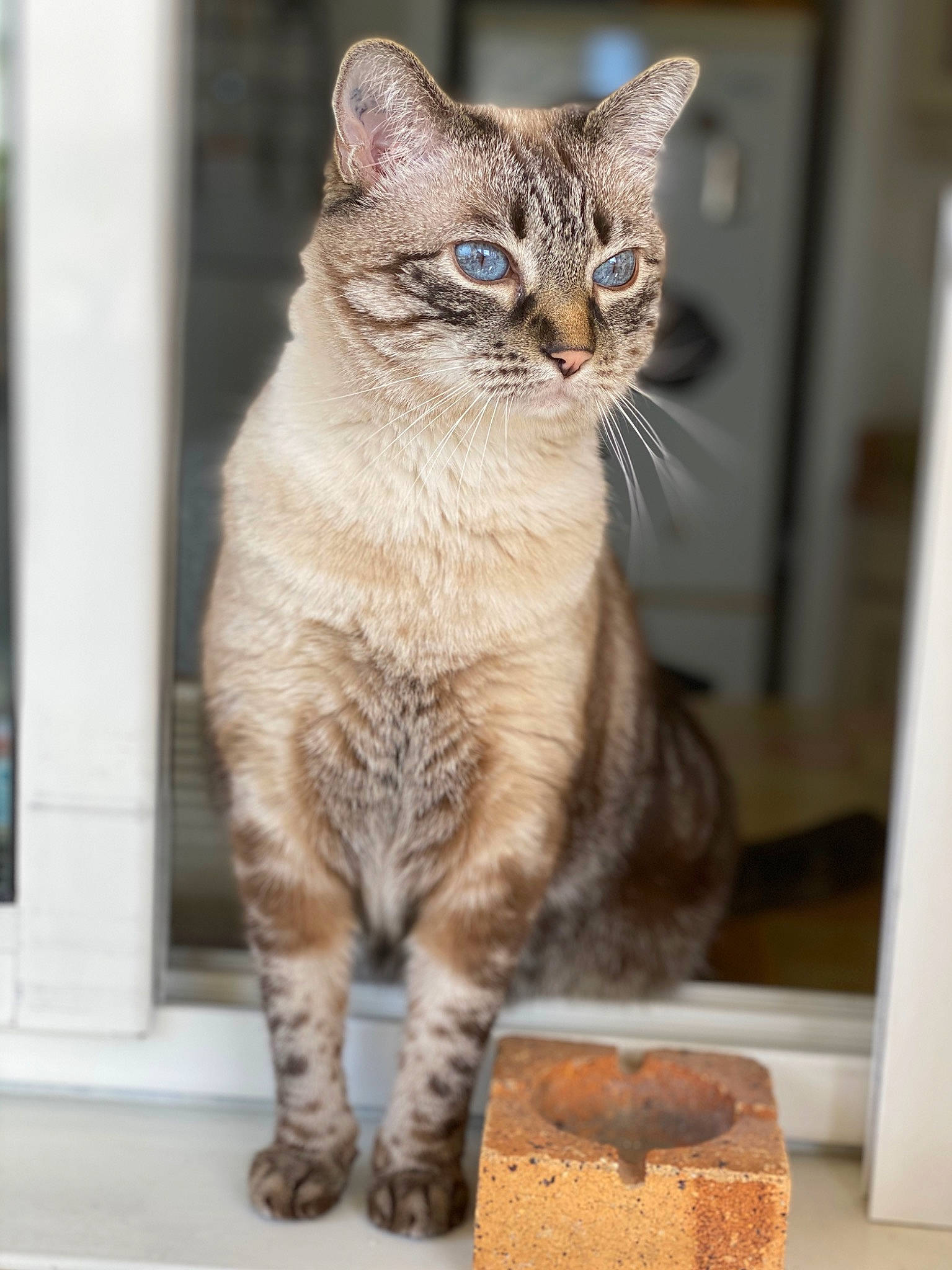 Izy a rejoint le concours — aidez-le/la à gagner de superbes lots ! aegean_cat, american_bobtail, american_shorthair, arabian_mau, asian, australian_mist, carnivore, cat, domestic_short_haired_cat, dragon_li, european_shorthair, fawn, felidae, kitten, mammal, ocicat, small_to_medium_sized_cats, tabby_cat, vertebrate, whiskers