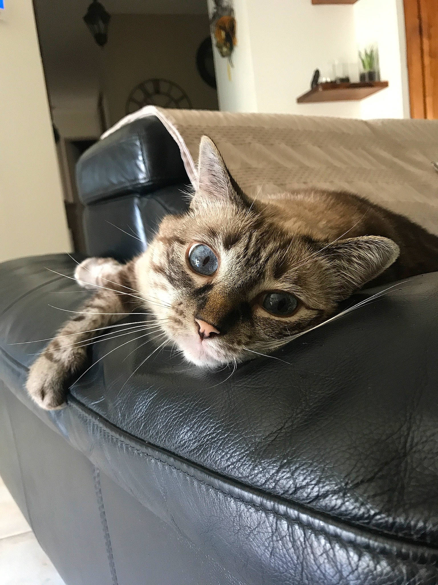 Izy participe au concours pour gagner de l'argent avec cette photo : american_shorthair, asian, carnivore, cat, comfort, couch, domestic_short_haired_cat, dragon_li, egyptian_mau, european_shorthair, felidae, fur, furniture, kitten, paw, small_to_medium_sized_cats, tabby_cat, whiskers