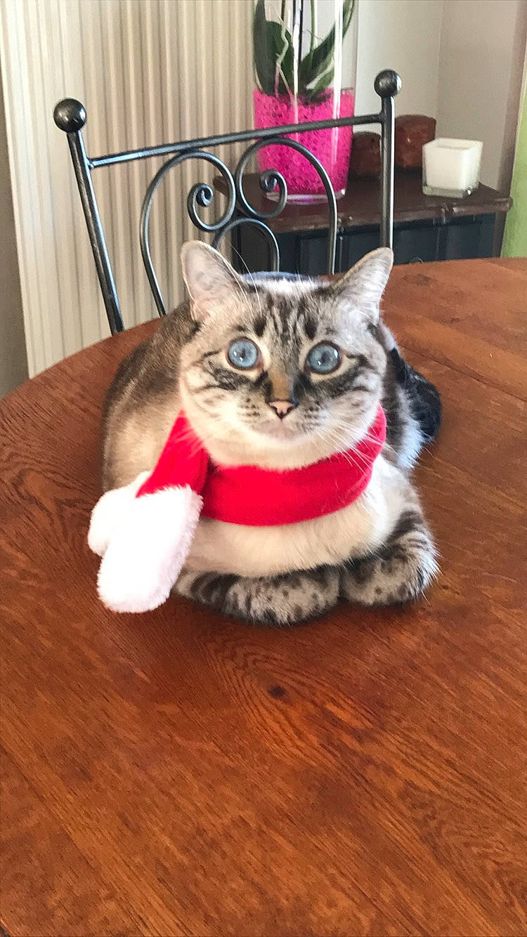 Izy a rejoint le concours — aidez-le/la à gagner de superbes lots ! american_curl, american_shorthair, asian, carnivore, cat, domestic_short_haired_cat, european_shorthair, fawn, felidae, flooring, fur, kitten, mammal, ojos_azules, paw, small_to_medium_sized_cats, tabby_cat, tail, whiskers, wood