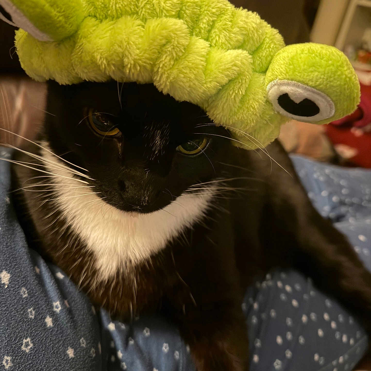 Eight Ball is registered to the contest to win money with this photo: cat, black_and_white_cat, pet, animal, feline, close_up, portrait, green_plush_toy, caterpillar, hat, costume, funny, whiskers, yellow_eyes, white_chest, black_fur, indoors, blanket, cozy, playful