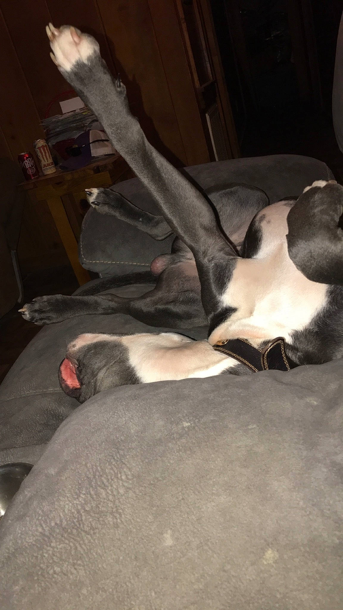 Charlie is registered to the contest to win money with this photo: canidae, carnivore, cat, comfort, companion_dog, dog_breed, fawn, felidae, foot, fur, human_leg, paw, small_to_medium_sized_cats, snout, sporting_group, tail, terrestrial_animal, tints_and_shades, whiskers, wood