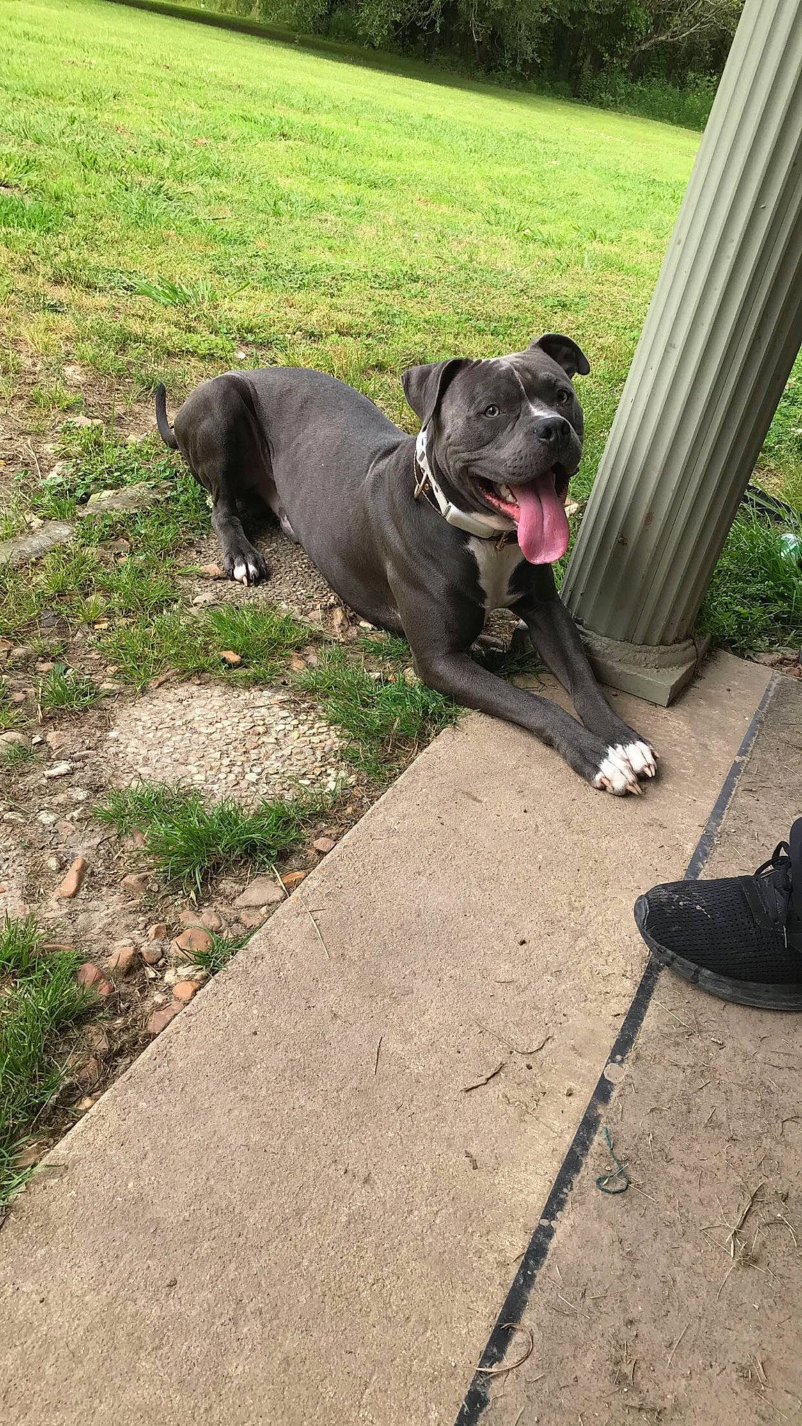 Charlie joined the competition — help win amazing prizes! borador, carnivore, collar, companion_dog, dog, dog_breed, dog_collar, fawn, grass, leash, mammal, pet_supply, plant, retriever, road_surface, snout, tail, vertebrate, whiskers, working_animal