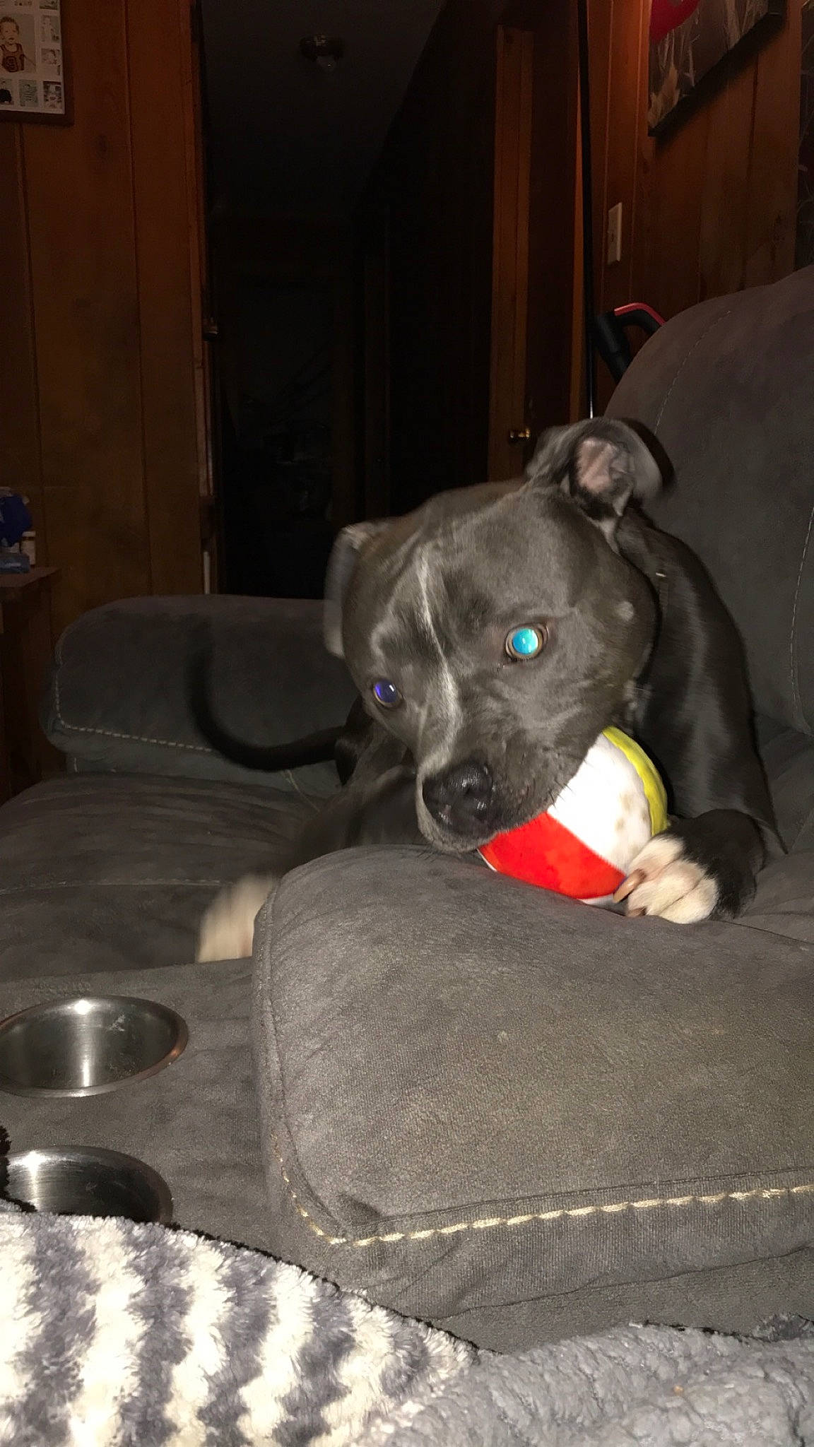 Charlie is registered to the contest to win money with this photo: canidae, carnivore, comfort, companion_dog, dog, dog_breed, dog_supply, ear, fawn, fur, grey, linens, snout, sporting_group, tableware, tail, toy_dog, vertebrate, whiskers, working_animal