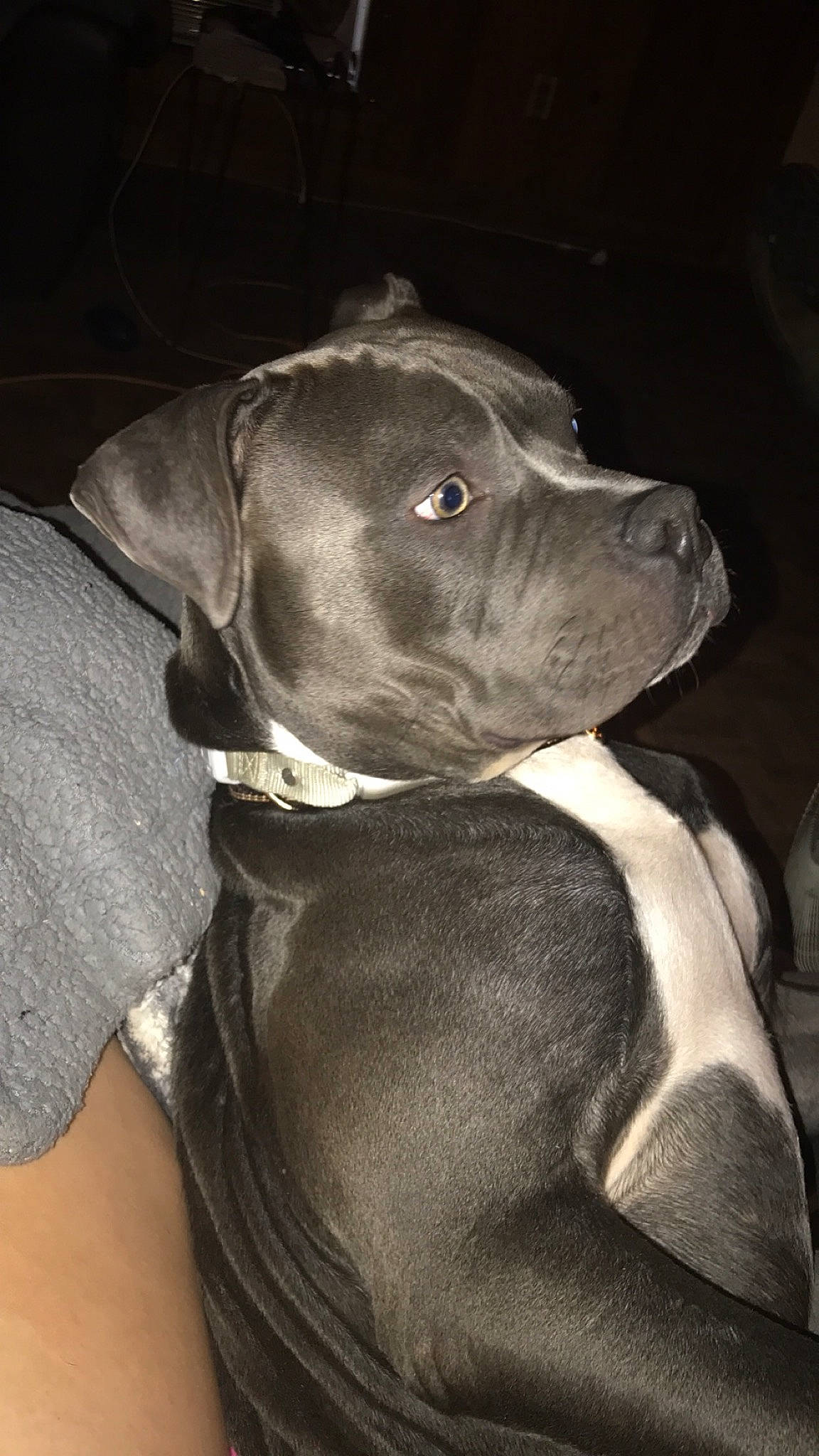 Charlie is registered to the contest to win money with this photo: borador, canidae, carnivore, collar, companion_dog, dog, dog_breed, dog_collar, fawn, gun_dog, hunting_dog, liver, monochrome_photography, non_sporting_group, snout, sporting_group, whiskers, working_animal