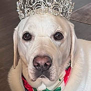 Callie is registered to the contest to win money with this photo: dog, labrador, tiara, crown, bandana, pet, indoor, floor, portrait, white_dog, animal, cute, calm, looking_at_camera, domestic_animal, mammal, face, head, accessory, royalty