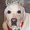 dog, labrador, tiara, crown, bandana, pet, indoor, floor, portrait, white_dog, animal, cute, calm, looking_at_camera, domestic_animal, mammal, face, head, accessory, royalty