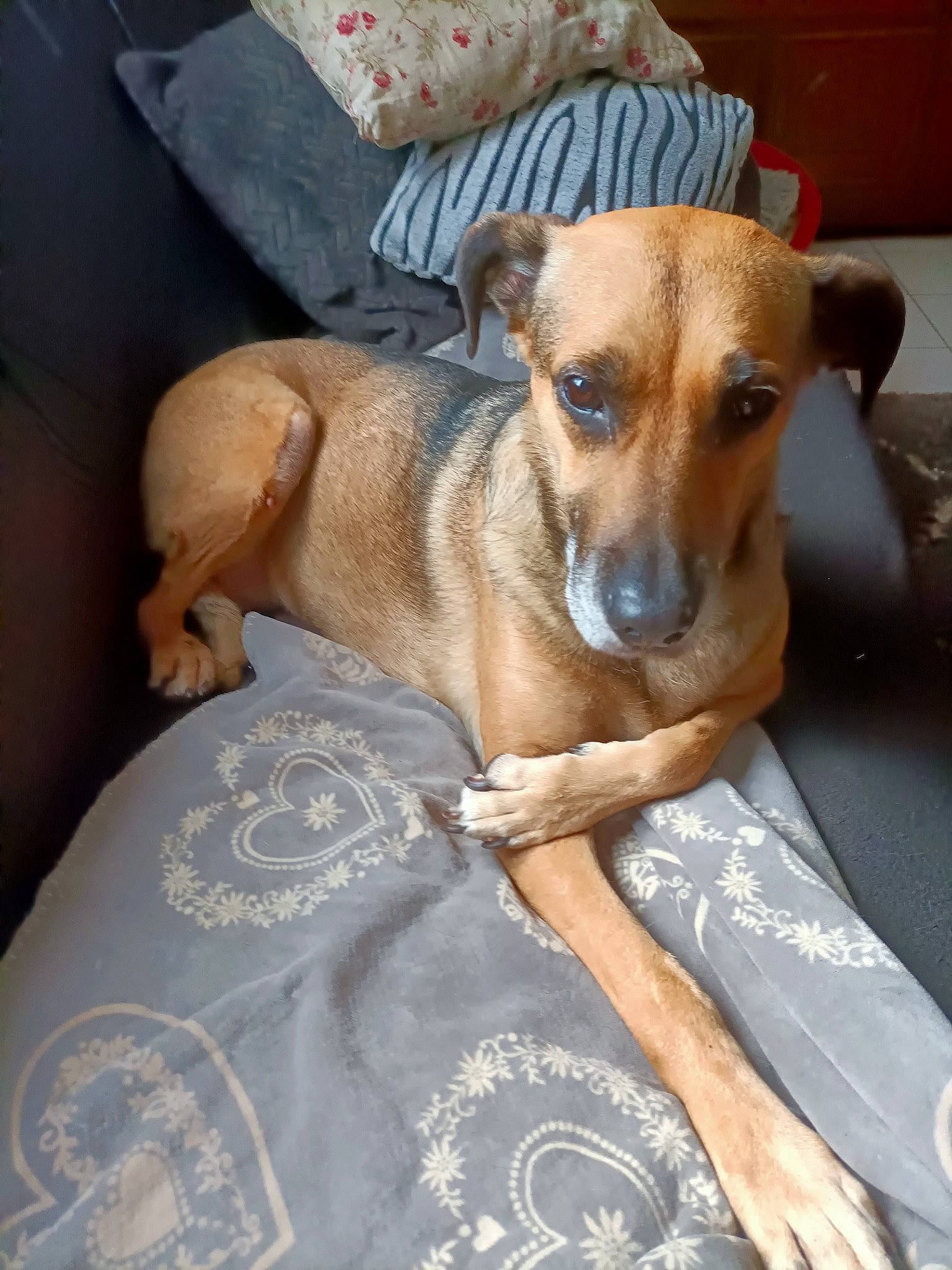 Sugar a rejoint le concours — aidez-le/la à gagner de superbes lots ! ancient_dog_breeds, canidae, carnivore, collar, comfort, companion_dog, dog, dog_breed, dog_supply, fawn, fur, linens, puppy, snout, sporting_group, terrier, toy_dog, whiskers, working_animal