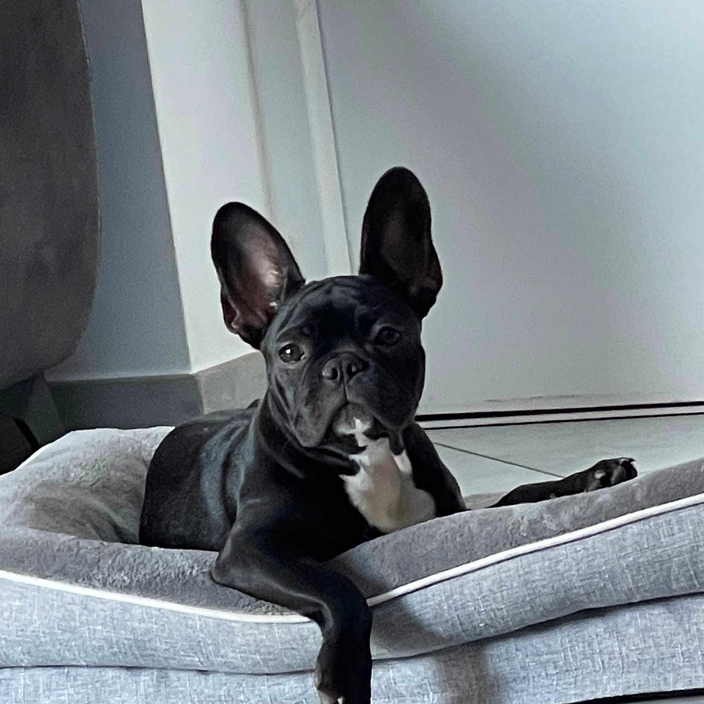 Viola a rejoint le concours — aidez-le/la à gagner de superbes lots ! animal, bulldog, canine, dog, dogbed, frenchbulldog, pet, pitbull, puppy