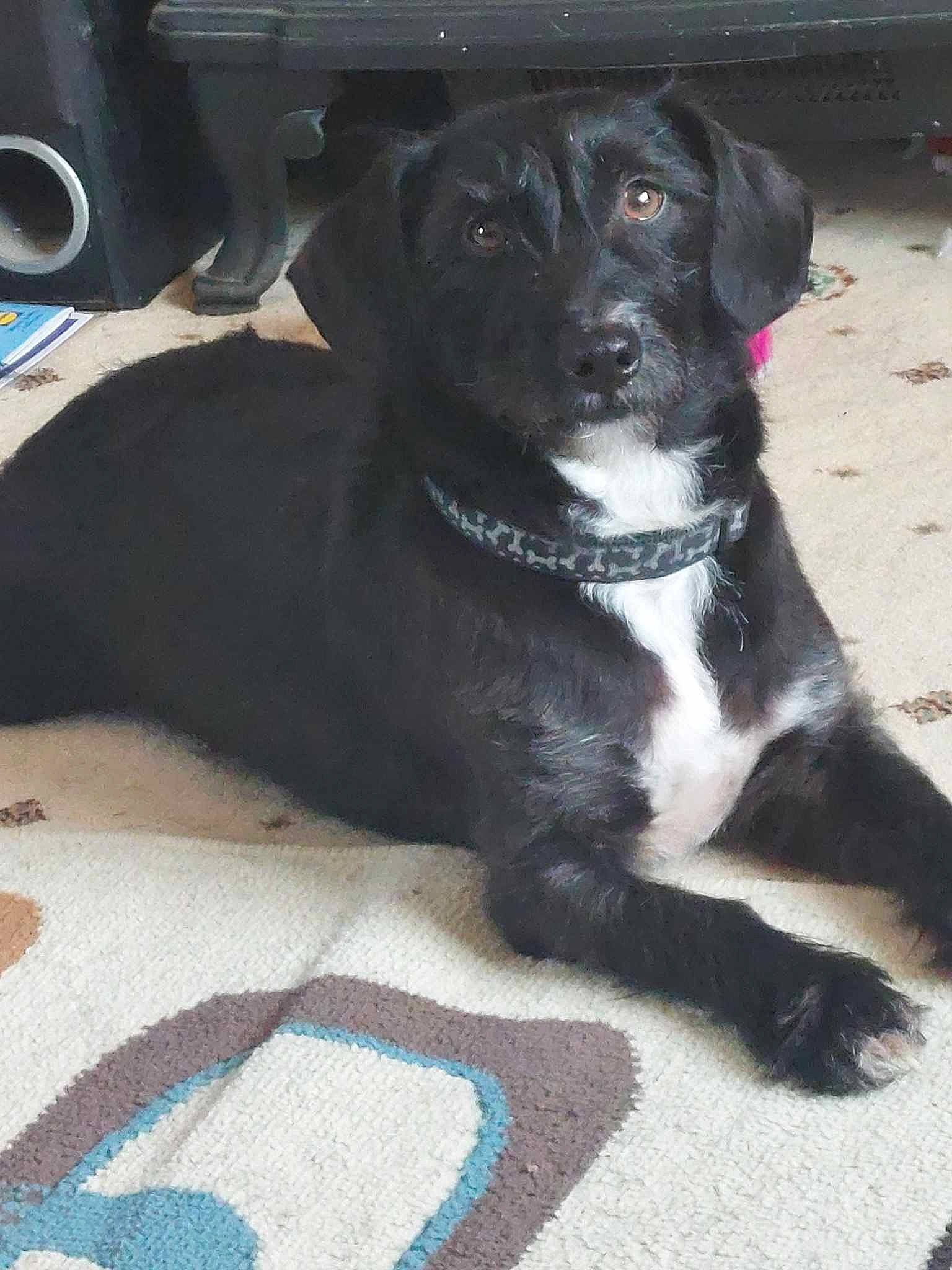 Rossi is registered to the contest to win money with this photo: automotive_tire, borador, carnivore, collar, companion_dog, dog, dog_breed, dog_collar, flooring, fur, gun_dog, non_sporting_group, sporting_group, studio_monitor, working_animal