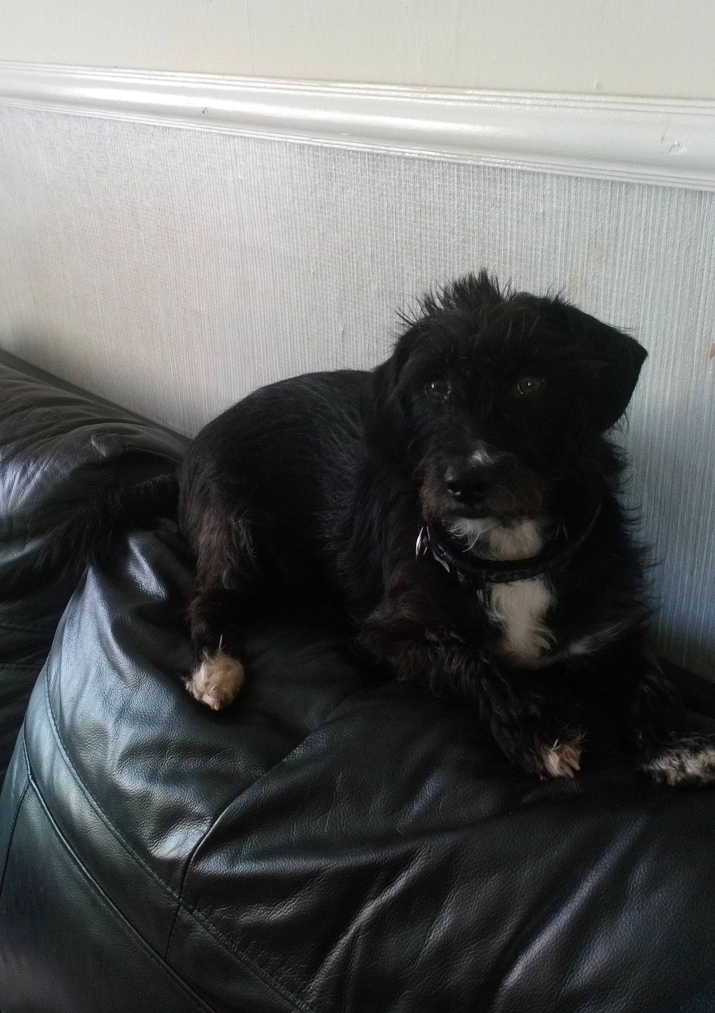 Rossi is registered to the contest to win money with this photo: bed, black_cat, canidae, carnivore, claw, comfort, companion_dog, couch, dog, dog_breed, felidae, fur, liver, nap, paw, small_to_medium_sized_cats, sporting_group, tail, terrestrial_animal, whiskers