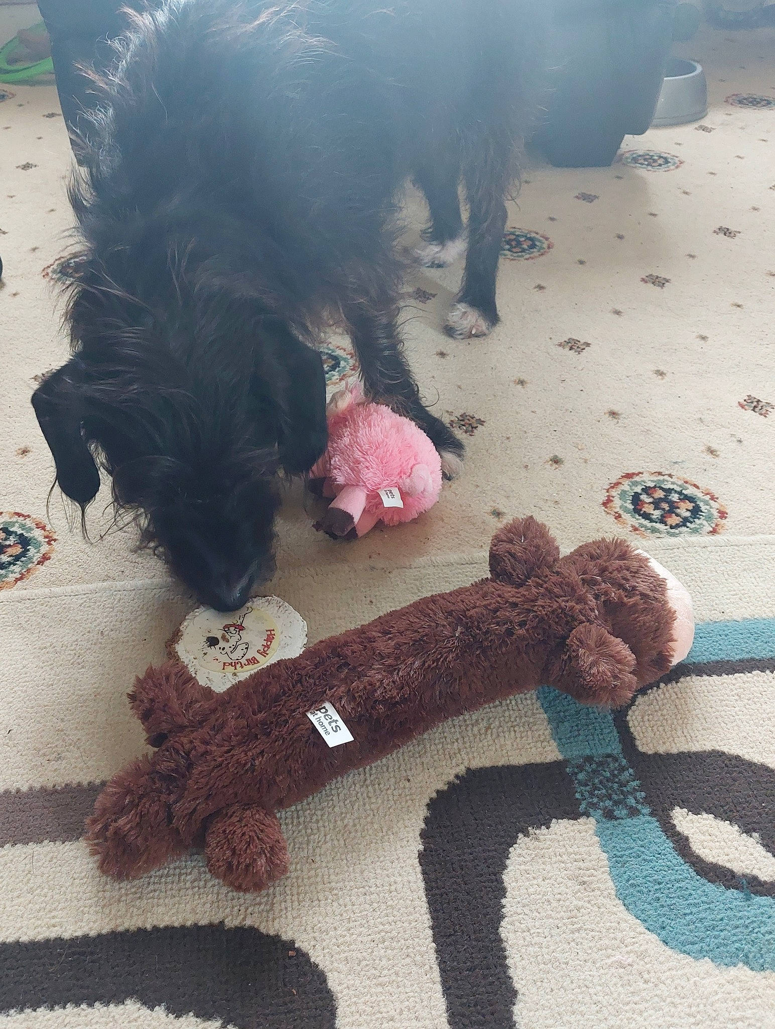 Rossi joined the competition — help win amazing prizes! canidae, companion_dog, dog_breed, fashion_accessory, font, fur, mammal, pattern, plush, primate, shadow, sporting_group, stuffed_toy, tail, thread, toy, toy_dog, vertebrate, wool, woolen