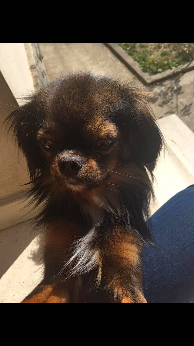 Morphéus participe au concours pour gagner de l'argent avec cette photo : canidae, carnivore, cavalier_king_charles_spaniel, chinese_imperial_dog, companion_dog, dog, dog_breed, fawn, japanese_chin, king_charles_spaniel, liver, mammal, pekingese, puppy, snout, sporting_group, tibetan_spaniel, toy_dog, vertebrate