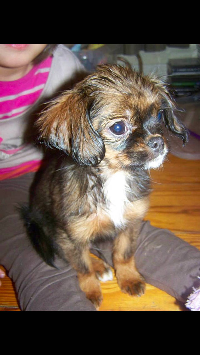 Morphéus a rejoint le concours — aidez-le/la à gagner de superbes lots ! bolonka, canidae, carnivore, chinese_imperial_dog, companion_dog, dog, dog_breed, maltepoo, mammal, morkie, pekapoo, poodle_crossbreed, puppy, puppy_love, shih_tzu, snout, tibetan_spaniel, toy_dog, vertebrate, yorkipoo