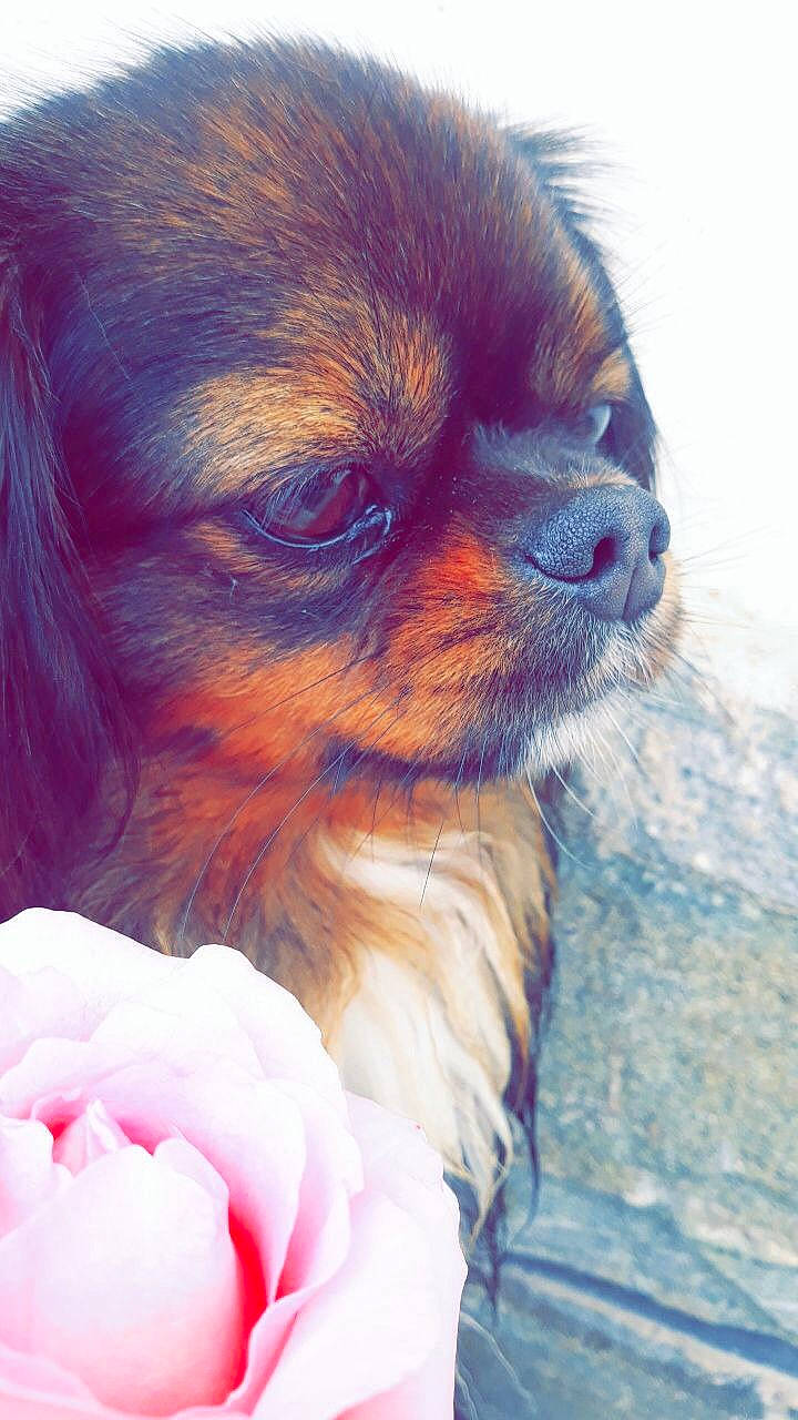 Morphéus a rejoint le concours — aidez-le/la à gagner de superbes lots ! canidae, carnivore, companion_dog, dog, dog_breed, japanese_chin, pomeranian, puppy, puppy_love, russkiy_toy, snout, tibetan_spaniel, toy_dog