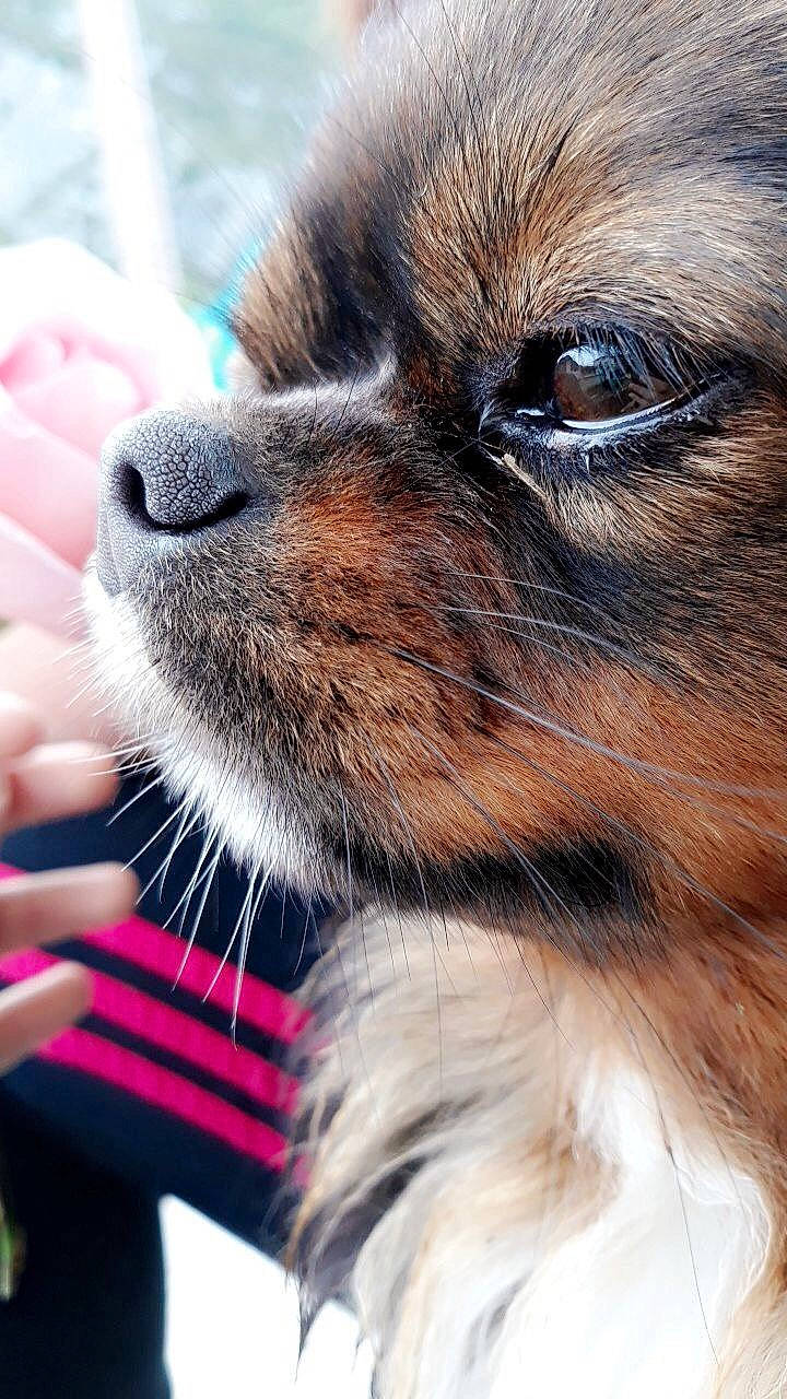 Morphéus a rejoint le concours — aidez-le/la à gagner de superbes lots ! canidae, carnivore, chihuahua, close_up, companion_dog, dog, dog_breed, fawn, fur, mammal, nose, pomeranian, puppy, puppy_love, shih_tzu, snout, sporting_group, tibetan_spaniel, toy_dog, whiskers