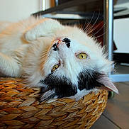 Moumoute a rejoint le concours — aidez-le/la à gagner de superbes lots ! cat, pet, white_cat, black_markings, yellow_eyes, whiskers, woven_basket, basket, indoor, tiled_floor, close_up, portrait, fur, relaxed, lying_down, gaze, nose, ear, head_tilt, furniture