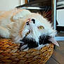 cat, pet, white_cat, black_markings, yellow_eyes, whiskers, woven_basket, basket, indoor, tiled_floor, close_up, portrait, fur, relaxed, lying_down, gaze, nose, ear, head_tilt, furniture