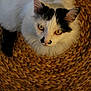 Moumoute a rejoint le concours — aidez-le/la à gagner de superbes lots ! cat, white_cat, black_markings, woven_basket, basket, pet, feline, whiskers, yellow_eyes, looking_up, fur, close_up, texture, home_interior, cozy, sitting, portrait, curious, indoor, soft_lighting