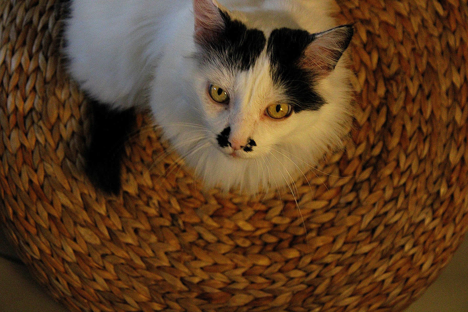 Moumoute a rejoint le concours — aidez-le/la à gagner de superbes lots ! cat, white_cat, black_markings, woven_basket, basket, pet, feline, whiskers, yellow_eyes, looking_up, fur, close_up, texture, home_interior, cozy, sitting, portrait, curious, indoor, soft_lighting