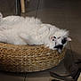 Moumoute participe au concours pour gagner de l'argent avec cette photo : cat, feline, pet, white_cat, black_markings, fluffy, basket, wicker, tiles, indoor, floor, relaxing, lying_on_back, belly_up, paw, whiskers, ear, nose, tote_bag, home