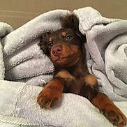 Naya a rejoint le concours — aidez-le/la à gagner de superbes lots ! puppy, dog, towel, blanket, brown, cute, pet, fur, snuggled, cozy, indoor, animal, relaxed, soft, ears, paws, sleepy, home, resting, companion