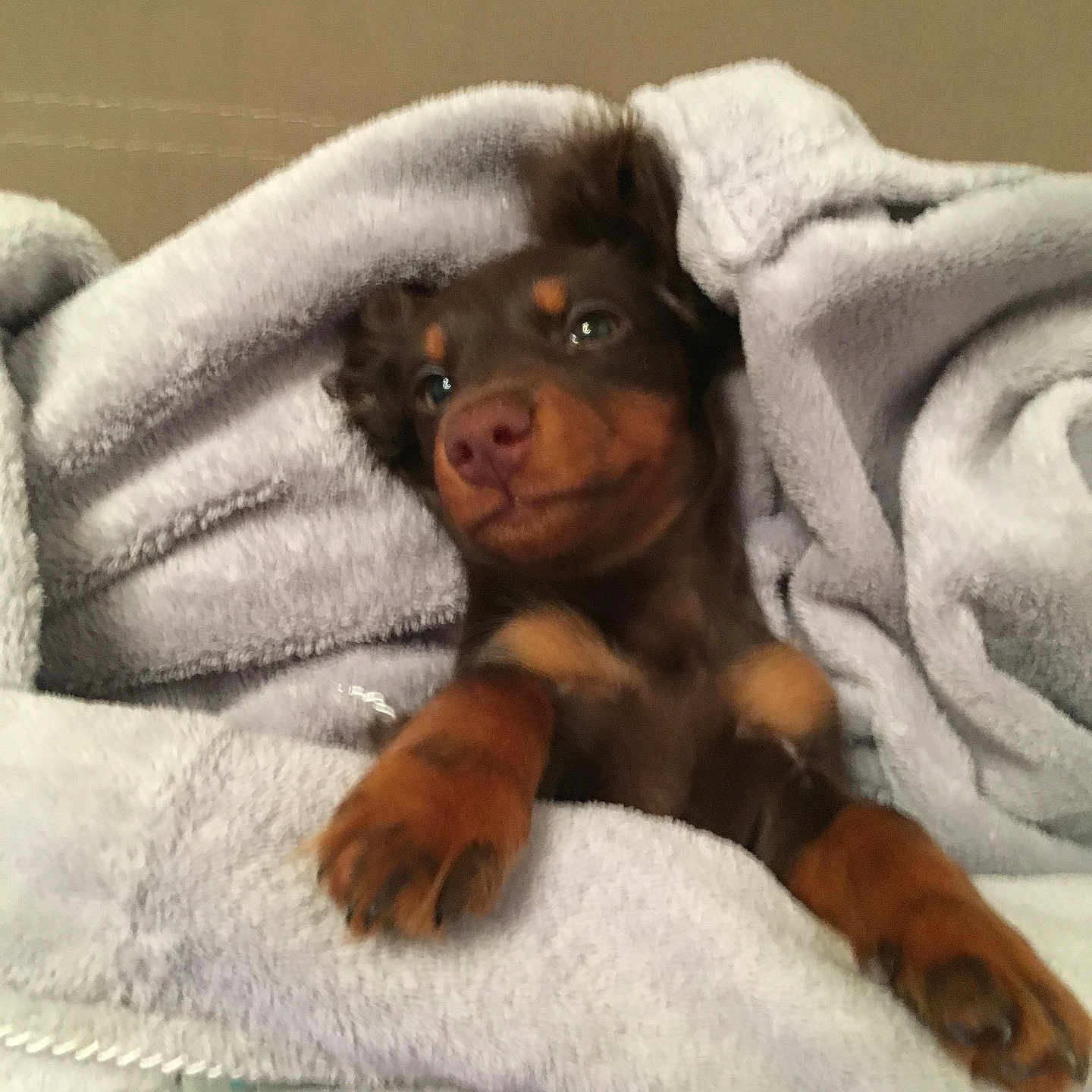 Naya a rejoint le concours — aidez-le/la à gagner de superbes lots ! puppy, dog, towel, blanket, brown, cute, pet, fur, snuggled, cozy, indoor, animal, relaxed, soft, ears, paws, sleepy, home, resting, companion