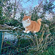 Maithy a rejoint le concours — aidez-le/la à gagner de superbes lots ! cat, orange_cat, white_cat, feline, animal, outdoor, nature, tree, branch, snow, fence, winter, sky, leafless_tree, greenery, wildlife, pet, fur, balanced, alert
