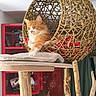 Maithy participe au concours pour gagner de l'argent avec cette photo : cat, orange_cat, white_cat, woven_basket, hanging_basket, cat_tree, wooden_pole, blanket, indoor, furniture, shelf, red_shelf, decor, pet, relaxed, stretching, cozy, domestic, animal, house