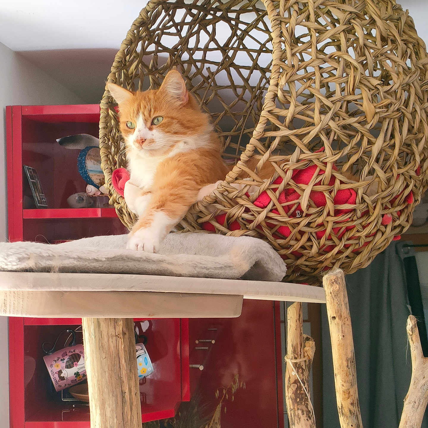 Maithy participe au concours pour gagner de l'argent avec cette photo : cat, orange_cat, white_cat, woven_basket, hanging_basket, cat_tree, wooden_pole, blanket, indoor, furniture, shelf, red_shelf, decor, pet, relaxed, stretching, cozy, domestic, animal, house