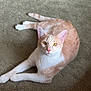 cat, orange_cat, white_cat, pet, animal, feline, lying_down, carpet, indoor, fur, whiskers, ears, tail, relaxed, looking_at_camera, amber_eyes, cute, domestic_cat, mammal, resting
