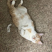 Blaze joined the competition — help win amazing prizes! cat, carpet, white_sock, relaxed, fluffy, indoor, pet, sleepy, lying_down, cream_color, white_fur, domestic_cat, cute, cozy, animal, fur, whiskers, tail, paws, home