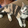 Pia joined the competition — help win amazing prizes! cat, calico_cat, pet, feline, indoor, couch, furniture, relaxed, paw, fur, whiskers, ears, pink_nose, collar, domestic_animal, resting, animal, cute, mammal, home