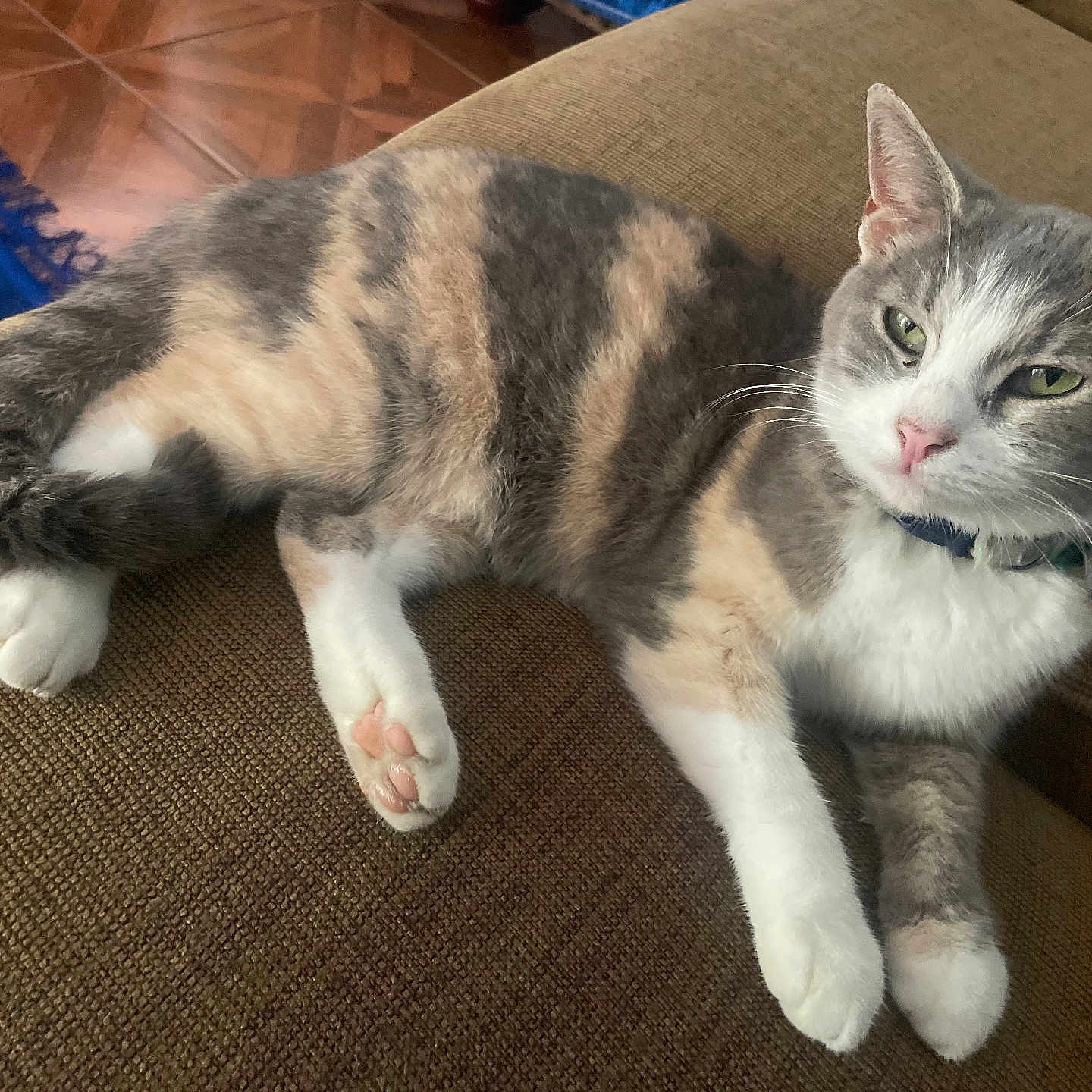 Pia joined the competition — help win amazing prizes! cat, calico_cat, pet, feline, indoor, couch, furniture, relaxed, paw, fur, whiskers, ears, pink_nose, collar, domestic_animal, resting, animal, cute, mammal, home