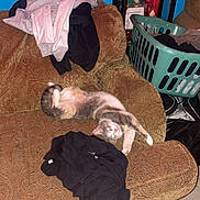 Pia joined the competition — help win amazing prizes! cat, couch, clothing, laundry_basket, mirror, blue_wall, carpet, shoe, relaxed, indoor, patterned_furniture, household_items, pet, feline, sleeping, messy, room, furniture, domestic, casual