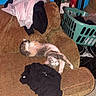 cat, couch, clothing, laundry_basket, mirror, blue_wall, carpet, shoe, relaxed, indoor, patterned_furniture, household_items, pet, feline, sleeping, messy, room, furniture, domestic, casual