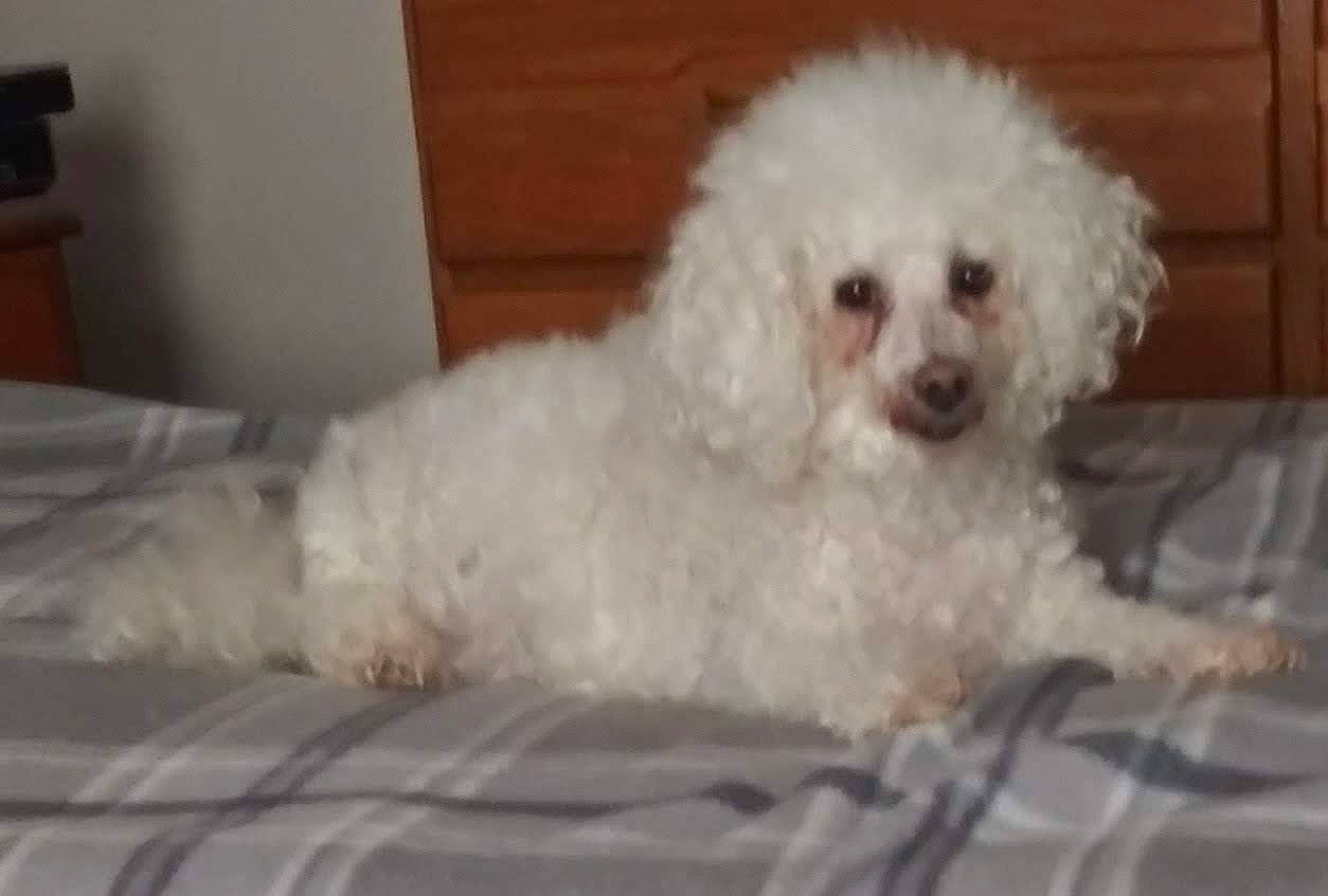 Peàrl is registered to the contest to win money with this photo: canidae, carnivore, companion_dog, dog, dog_breed, fur, maltepoo, non_sporting_group, poodle, poodle_crossbreed, shih_poo, snout, sporting_group, terrier, toy_dog, water_dog, working_animal, yorkipoo