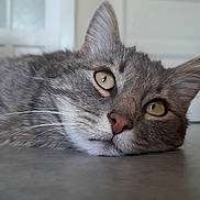 Ho Maley a rejoint le concours — aidez-le/la à gagner de superbes lots ! background_blur, cat, close_up, curious, domestic_animal, ears, eyes, feline, floor, gray_tabby, home, indoor, lying_down, nose, peaceful, pet, quiet, relaxed, soft_light, whiskers