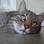 background_blur, cat, close_up, curious, domestic_animal, ears, eyes, feline, floor, gray_tabby, home, indoor, lying_down, nose, peaceful, pet, quiet, relaxed, soft_light, whiskers