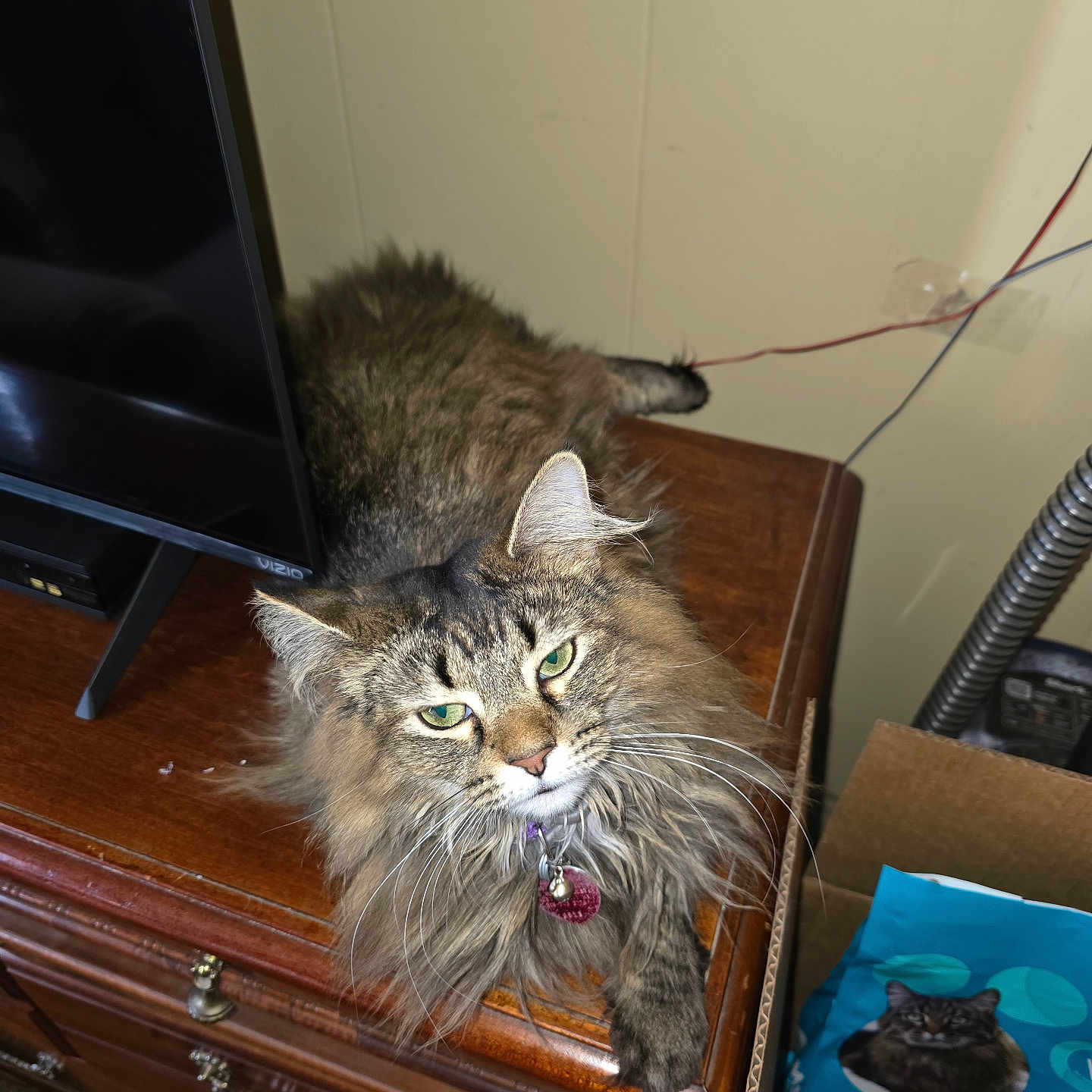 Luna joined the competition — help win amazing prizes! animal, cabinet, cat, computer, computerhardware, desk, drawer, electronics, furniture, hardware, hardwood, laptop, monitor, pc, pet, screen, shelf, table, tv, wood